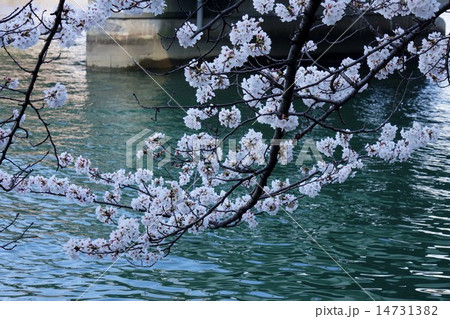桜の花 14731382