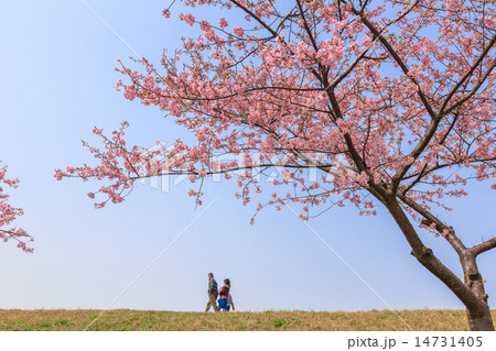 河津桜　散歩する家族 14731405