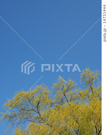 新緑と白昼の月 14731444