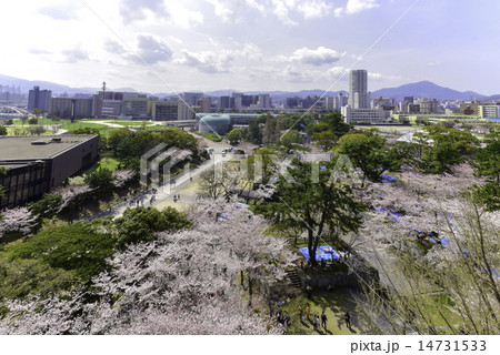 小倉城天守閣南側からみた勝山公園のお花見の写真素材