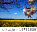 菜の花と桜 14731609
