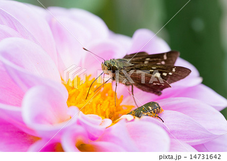 イチモンジセセリとダリア(品種は蛍桜) イチモンジセセリとダリア(品種は蛍桜) 14731642