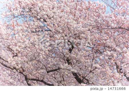 日本の満開の桜 壁紙や背景用にjapanese Cherry Blossoms Full Bloomの写真素材