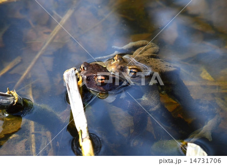 包接するヒキガエル 14731706