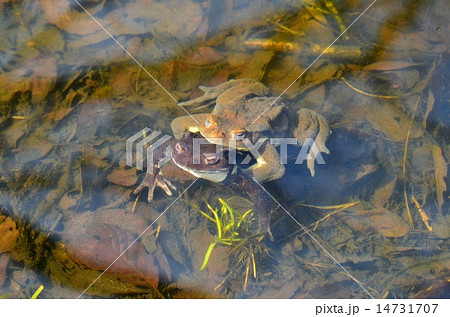 包接するヒキガエル 14731707