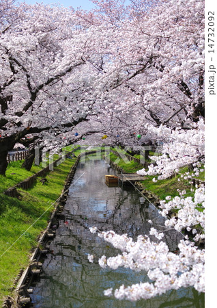 小江戸川越春まつり　桜満開の新河岸川 14732092