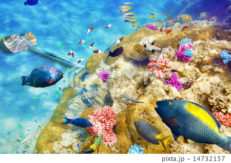 Underwater world with corals and tropical fish. Underwater world with corals and tropical fish. 14732157