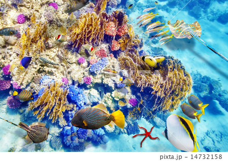 Underwater world with corals and tropical fish. Underwater world with corals and tropical fish. 14732158