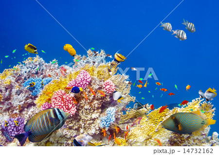Underwater world with corals and tropical fish. Underwater world with corals and tropical fish. 14732162