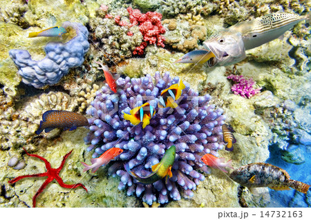 Underwater world with corals and tropical fish. 14732163