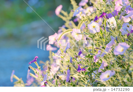 tobacco pink flowers tobacco pink flowers 14732290