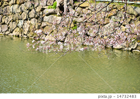 小倉城お堀の桜 小倉城お堀の桜 14732483