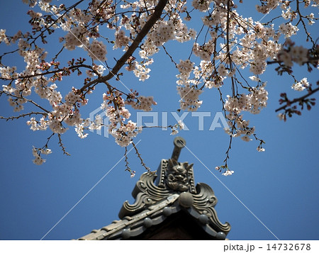 桜５ 14732678
