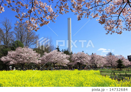 芦花公園の菜の花 芦花公園の菜の花 14732684