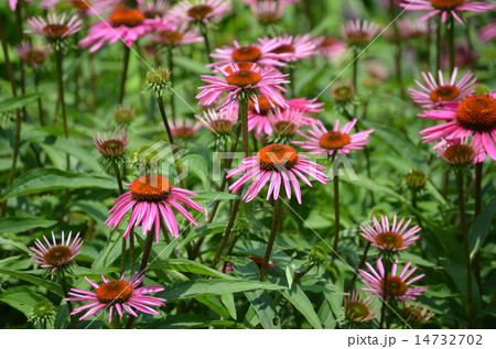 Coneflower,Echinacea,Pink Coneflower,Echinacea,Pink 14732702