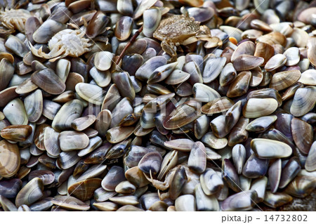 Seafood Seafood 14732802