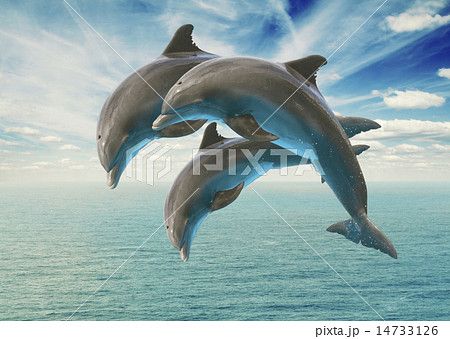 three jumping dolphins three jumping dolphins 14733126