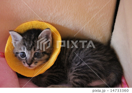 結膜炎のためエリザベスカラー着用中の子猫 14733360