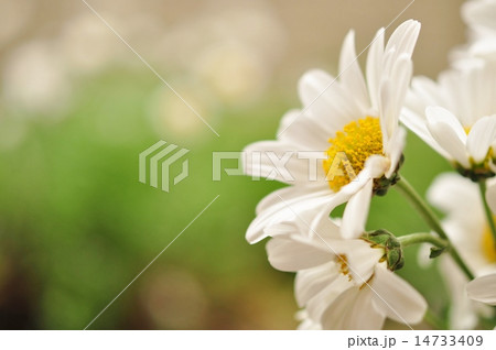 スプレーキク 14733409