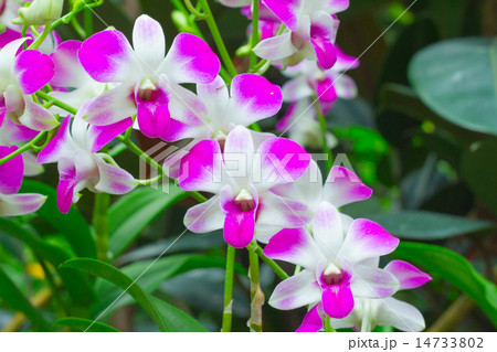Beautiful pink Orchids flowers in the field Beautiful pink Orchids flowers in the field 14733802