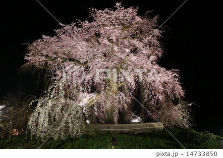 円山公園 桜 14733850