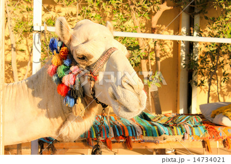 Camel's Head. Camel's Head. 14734021