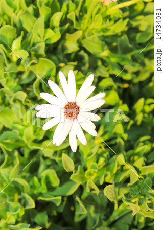 White Flowers at sun light. 14734031