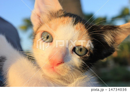 Tricolor domestic kitten. 14734036