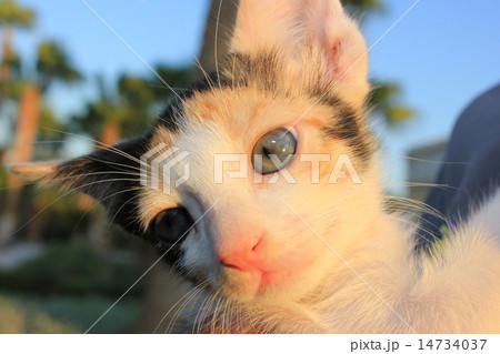 Tricolor domestic kitten. Tricolor domestic kitten. 14734037
