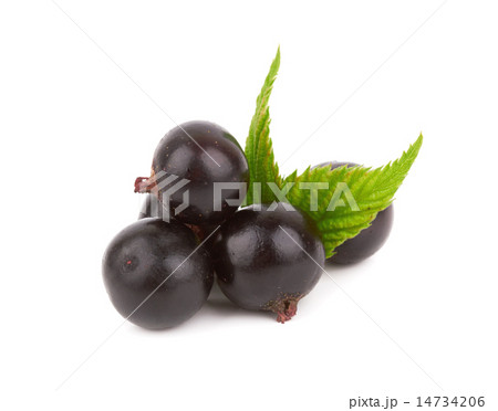 black currant 14734206