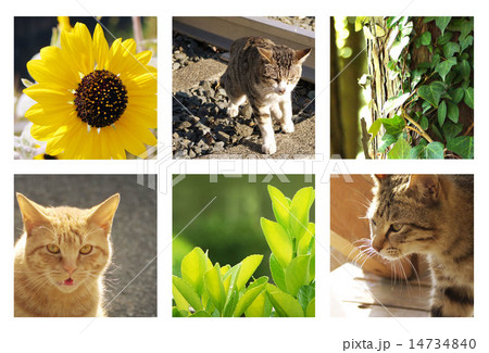 プロフィール画像素材 プロフィール画像素材 14734840