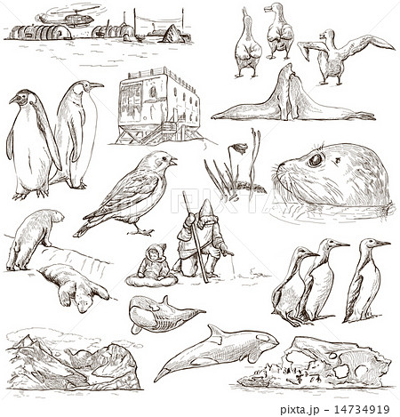 Polar Regions - An hand drawn pack on white 14734919