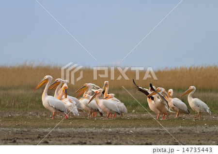 pelicans in the Danube Delta 14735443