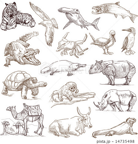 Animals around the World - Hand drawings on white 14735498