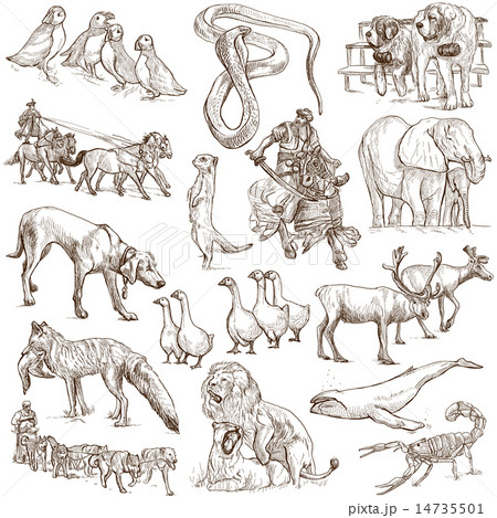 Animals around the World - Hand drawings on white Animals around the World - Hand drawings on white 14735501