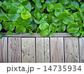 Wood Walkway and Asiatic Pennywort 14735934