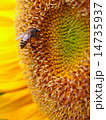 Close Up Honeybee on a Sunflower 14735937