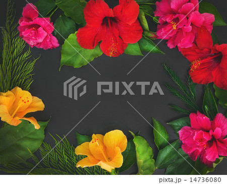 A frame of flowers (hibiscuses and dof roses) 14736080