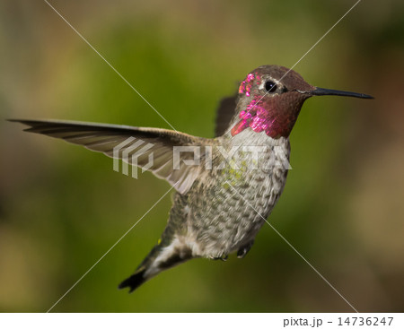 Anna's Hummingbird in Flight 14736247