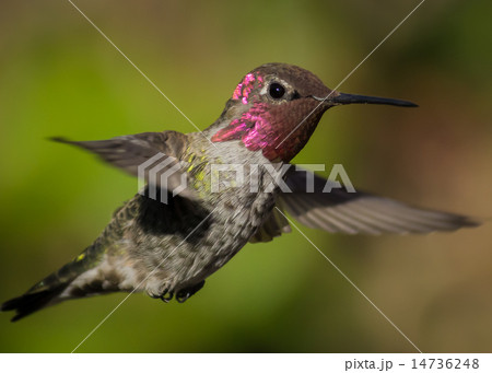 Anna's Hummingbird in Flight Anna's Hummingbird in Flight 14736248