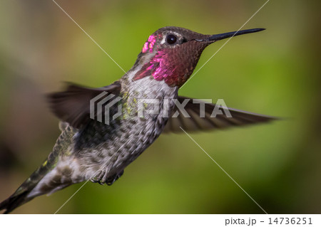 Anna's Hummingbird in Flight 14736251