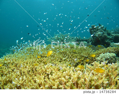 黄色の熱帯魚と水色の熱帯魚と枝サンゴの写真素材