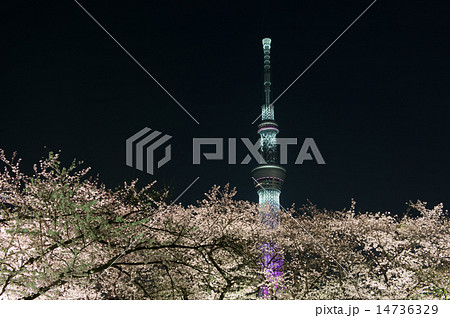 隅田公園の夜桜と東京スカイツリー 14736329