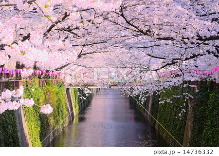 目黒川の桜 目黒川の桜 14736332
