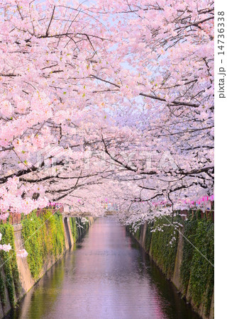 目黒川の桜 14736338