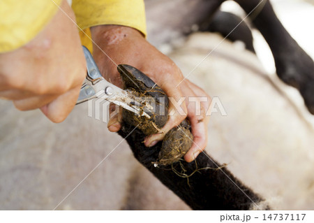 畜産 畜産 14737117