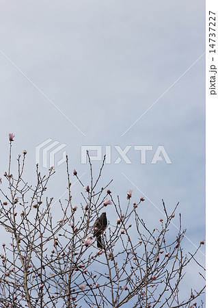 花をついばもうとするヒヨドリ 花をついばもうとするヒヨドリ 14737227