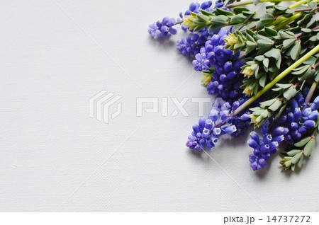 ムスカリとロータスブリムストーン ムスカリとロータスブリムストーン 14737272