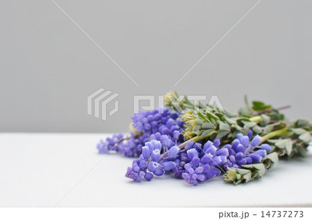 ムスカリとロータスブリムストーン ムスカリとロータスブリムストーン 14737273