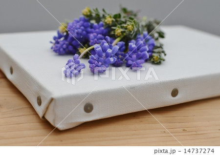 ムスカリとキャンバス 14737274